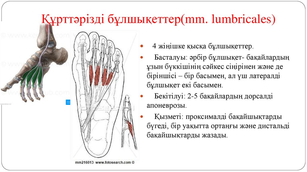 Құрттәрізді бұлшықеттер(mm. lumbricales)