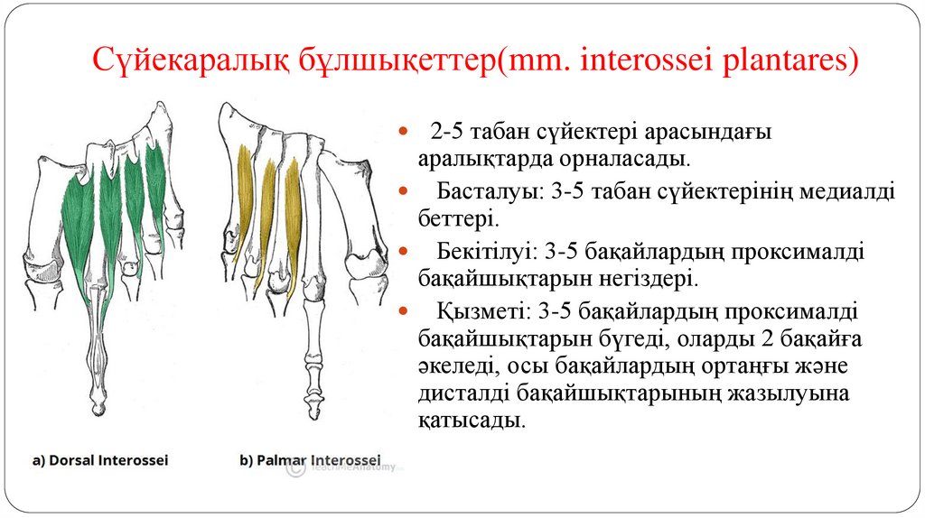 Сүйекаралық бұлшықеттер(mm. interossei plantares)