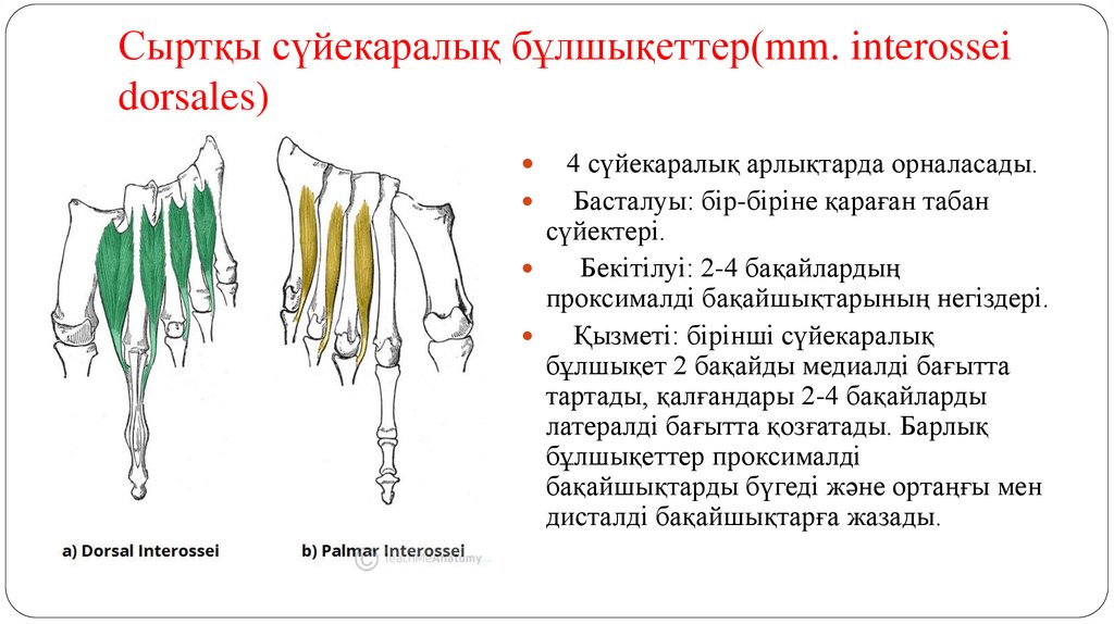Сыртқы сүйекаралық бұлшықеттер(mm. interossei dorsales)