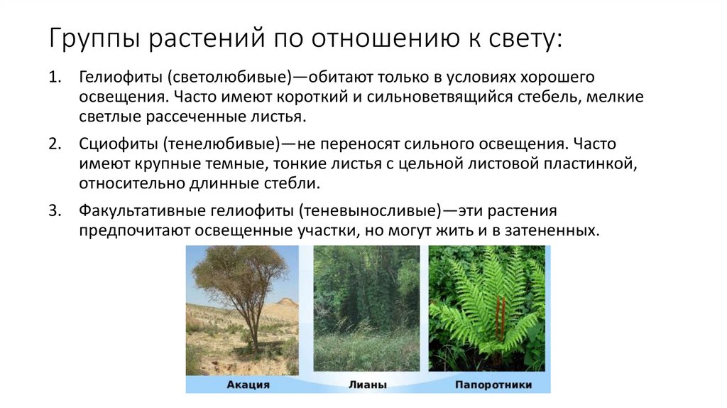 Группы растений по отношению к свету: