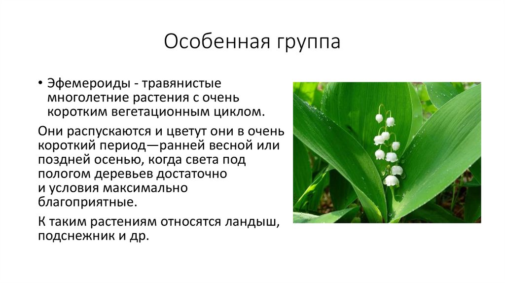 Особенная группа