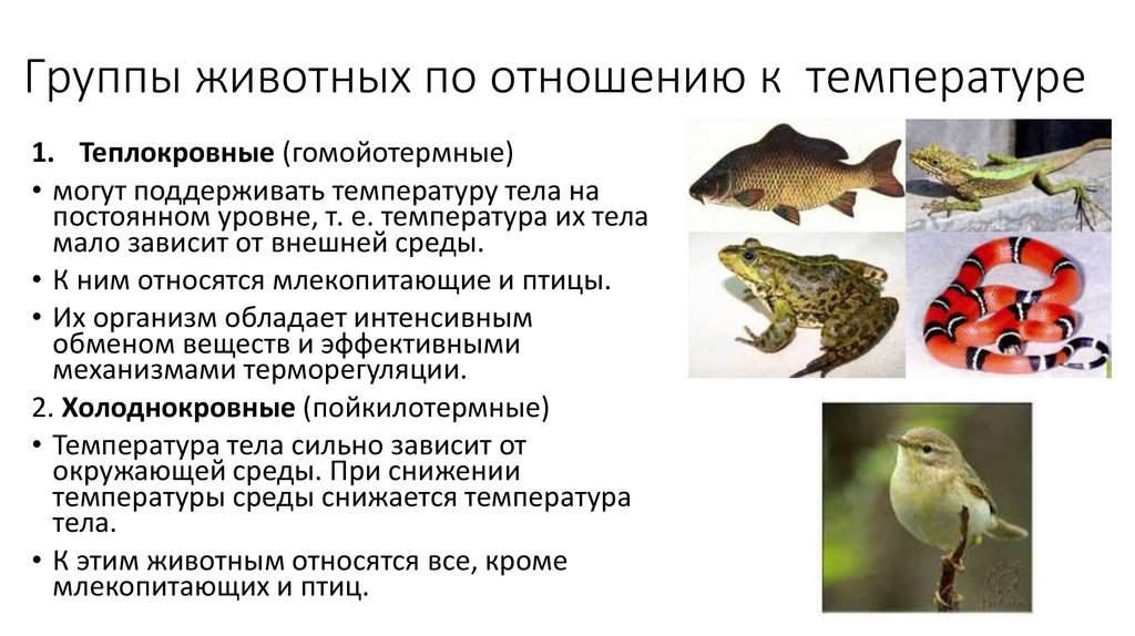 Группы животных по отношению к температуре