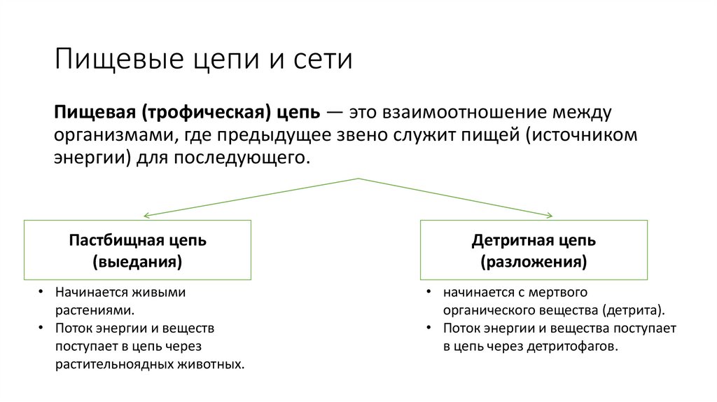Пищевые цепи и сети