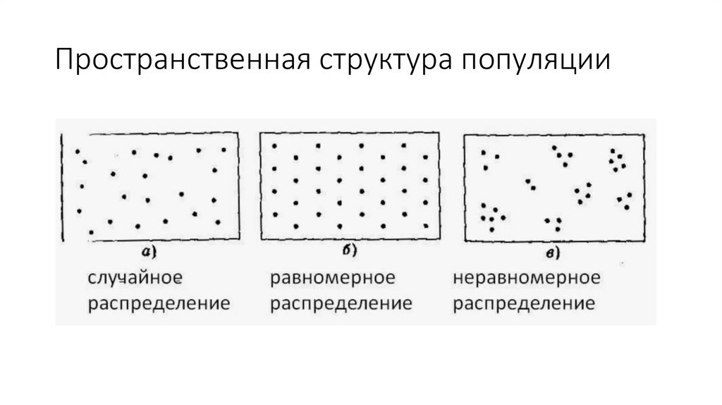 Пространственная структура популяции