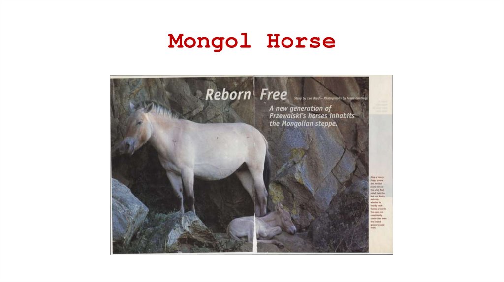 Mongol Horse