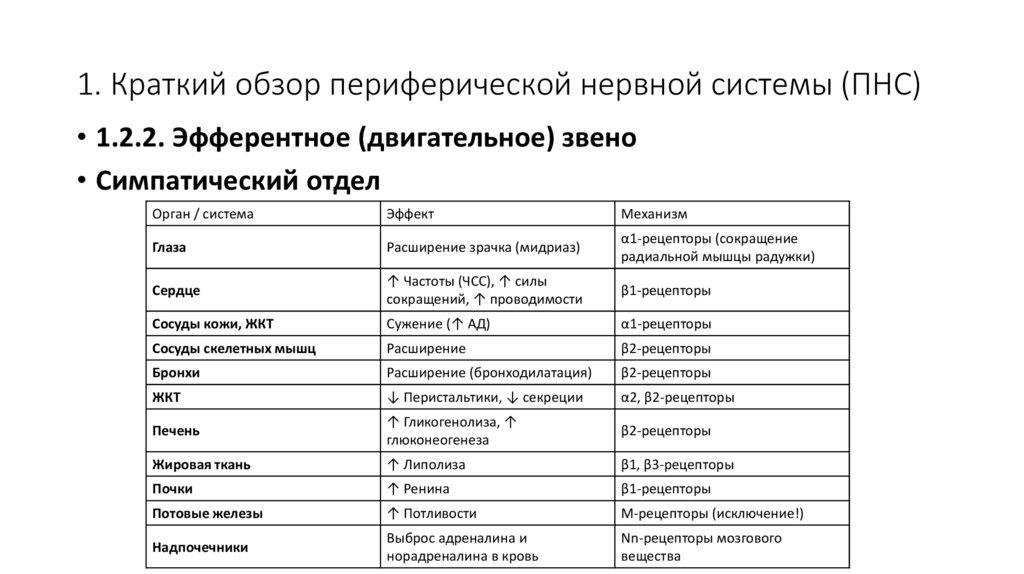 1. Краткий обзор периферической нервной системы (ПНС)