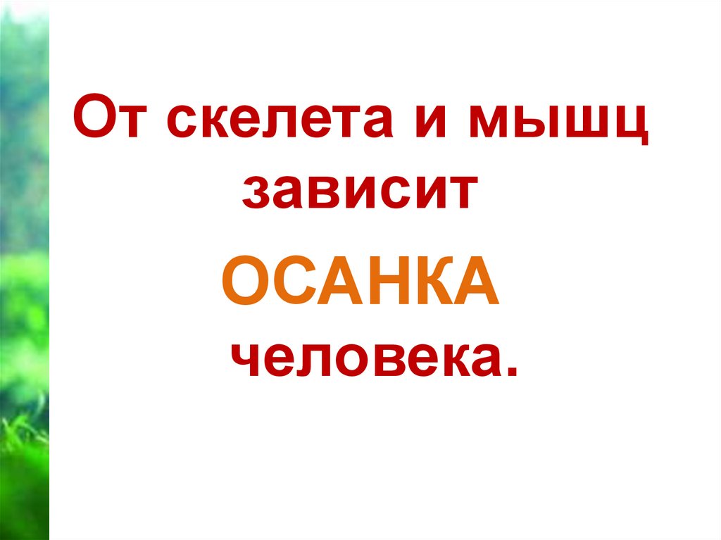 От скелета и мышц зависит