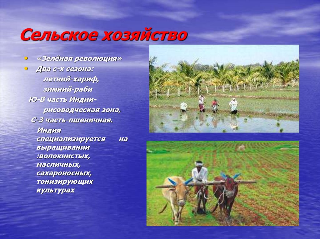 Сельское хозяйство