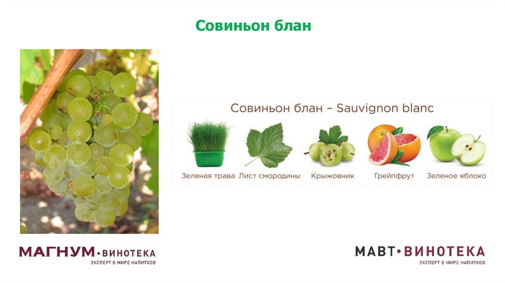 Совиньон блан