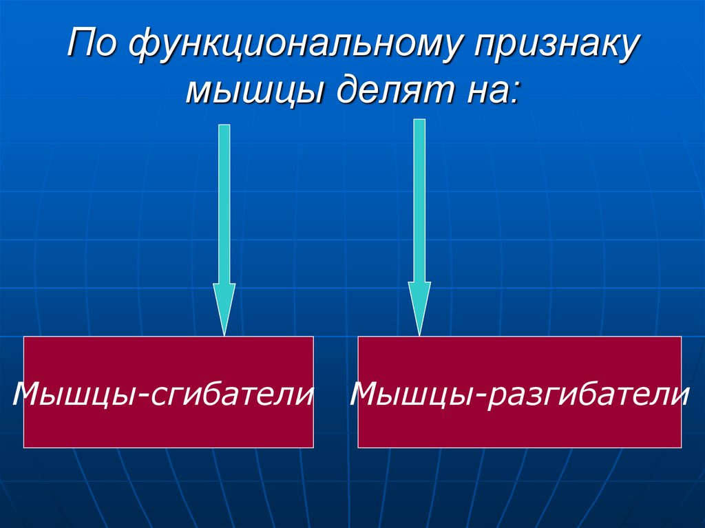 По функциональному признаку мышцы делят на: