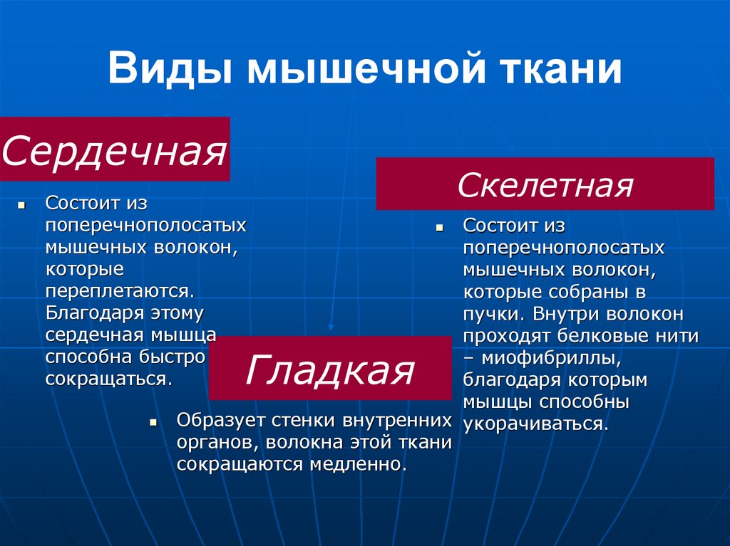 Виды мышечной ткани