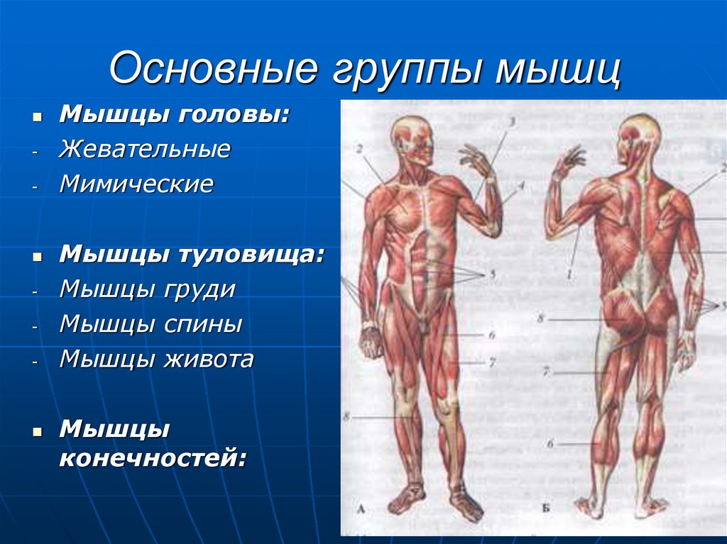 Основные группы мышц