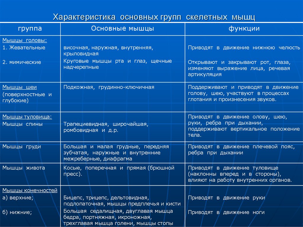 Характеристика основных групп скелетных мышц