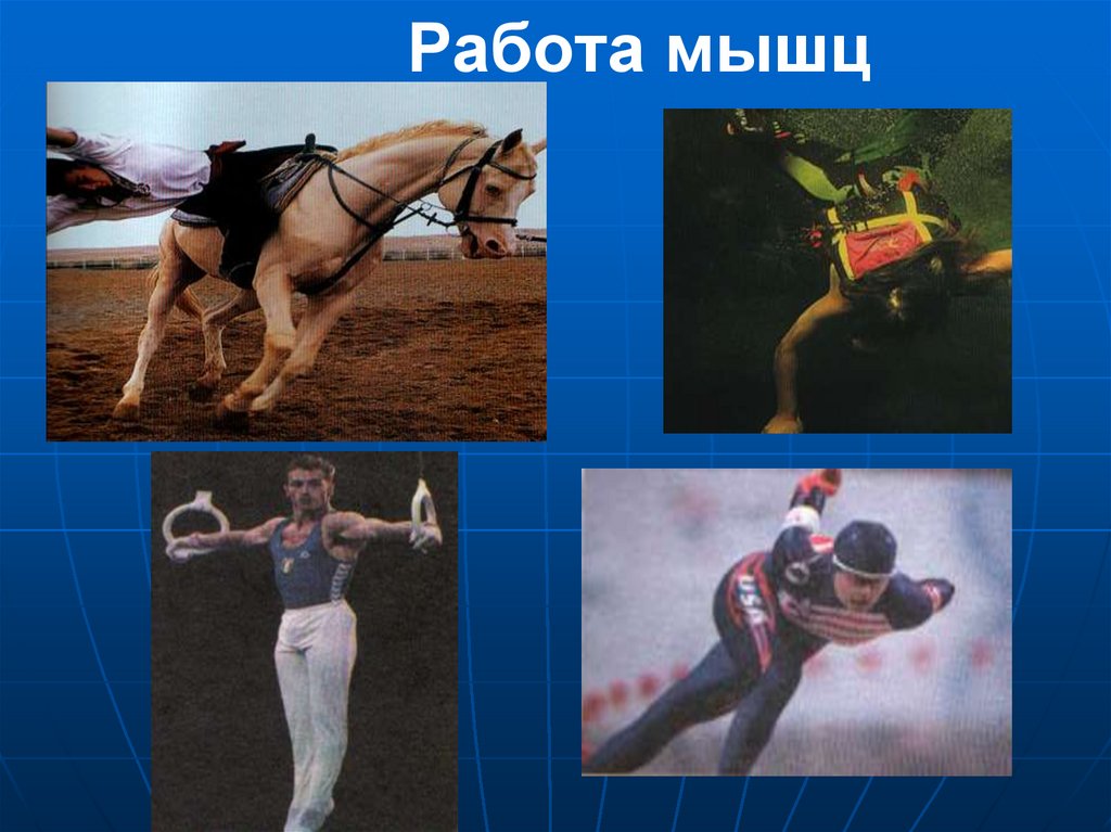 Работа мышц