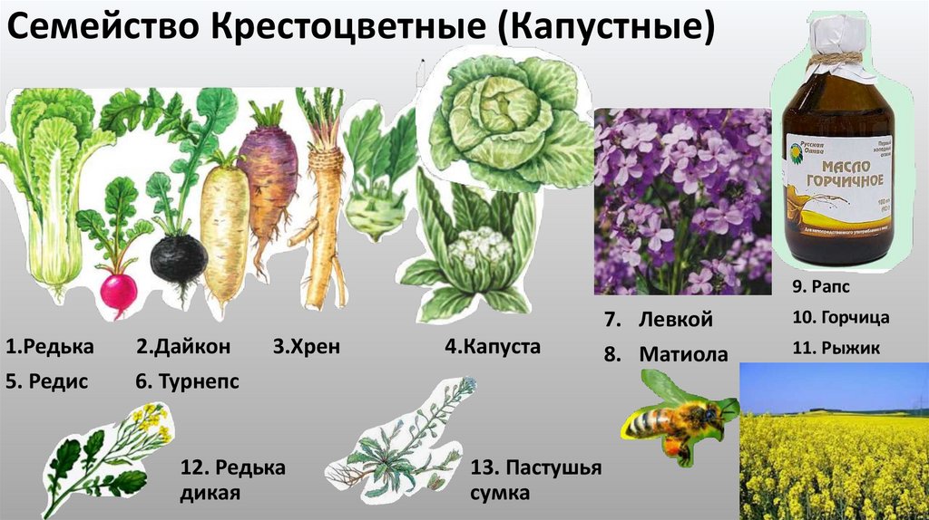 Семейство Крестоцветные (Капустные)