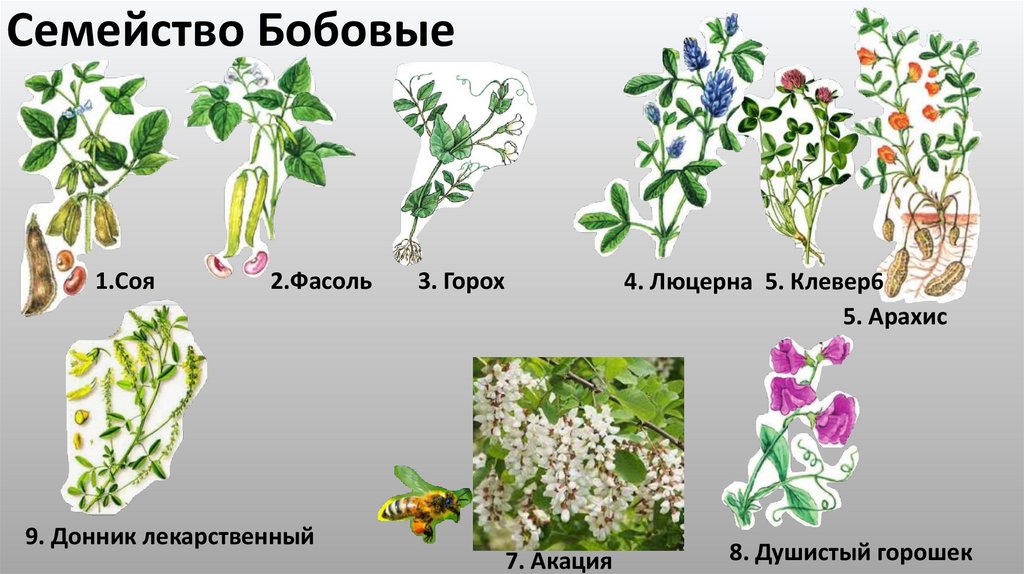 Семейство Бобовые