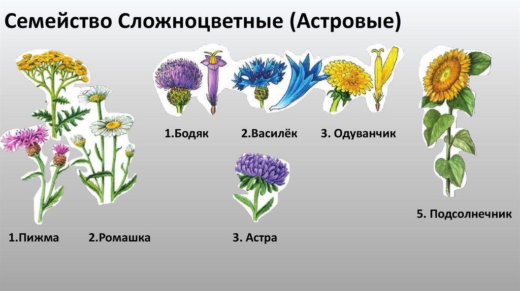 Семейство Сложноцветные (Астровые)