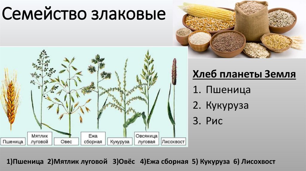 Семейство злаковые