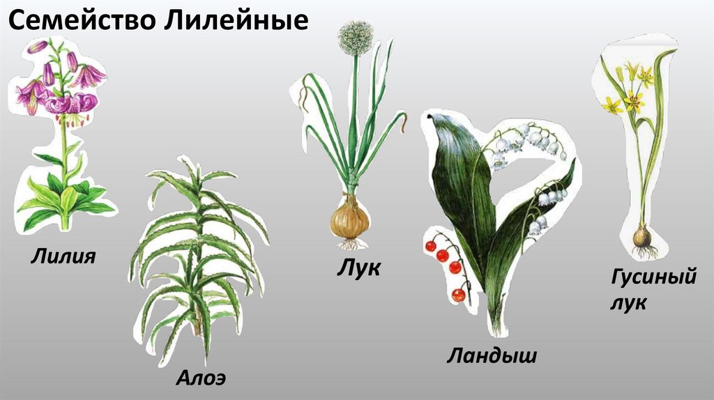 Семейство Лилейные