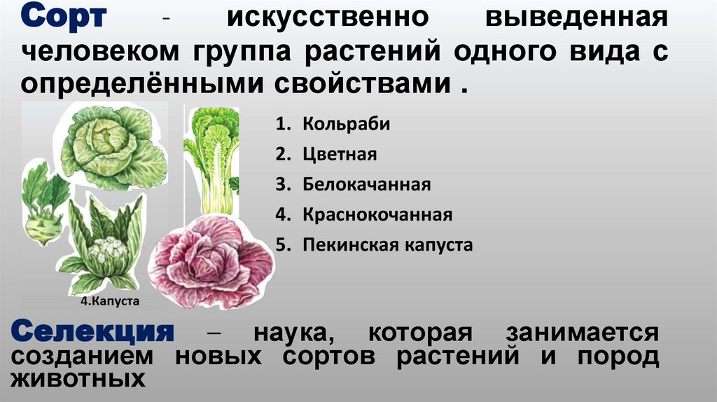 Сорт - искусственно выведенная человеком группа растений одного вида с определёнными свойствами .