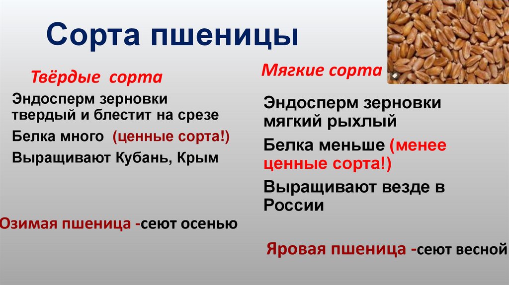 Сорта пшеницы