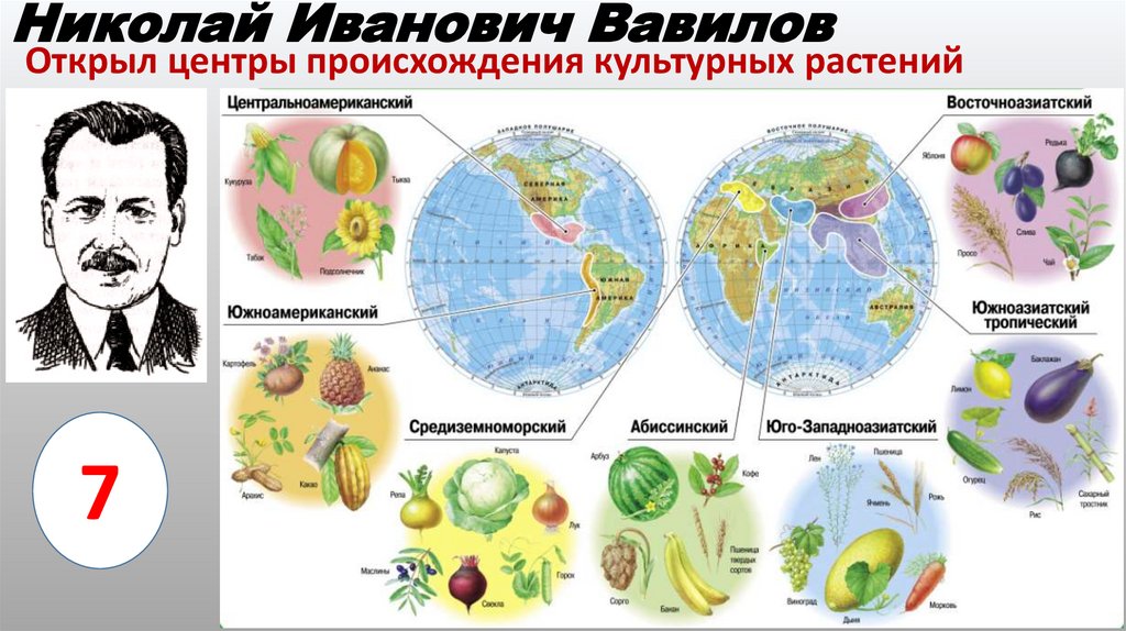 Николай Иванович Вавилов