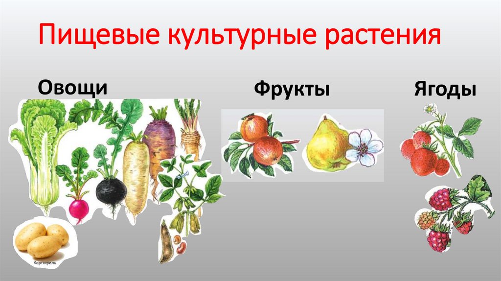 Пищевые культурные растения