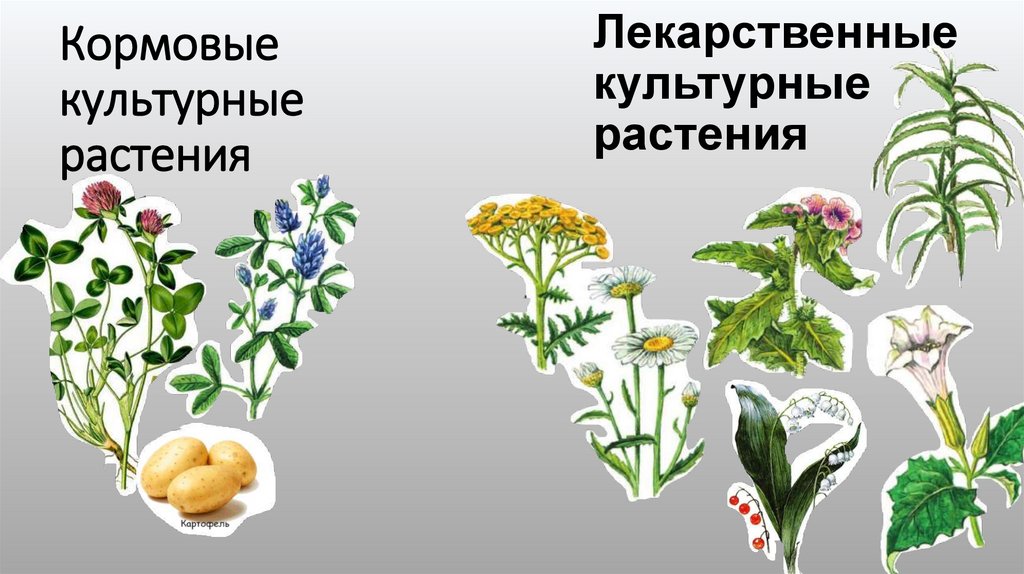 Кормовые культурные растения