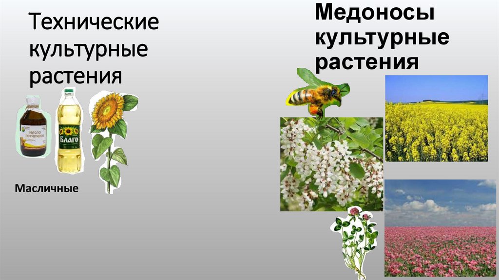 Технические культурные растения