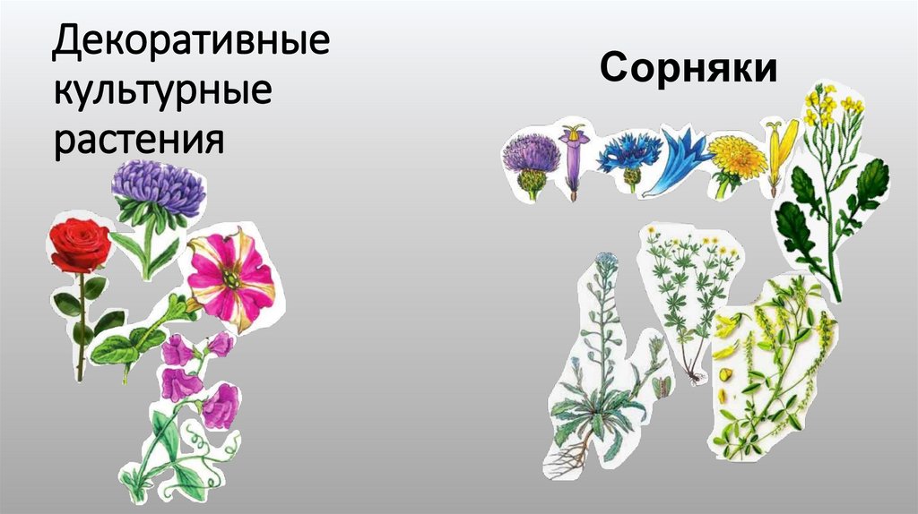 Декоративные культурные растения