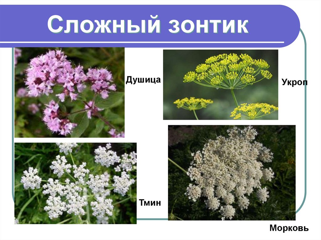 Сложный зонтик