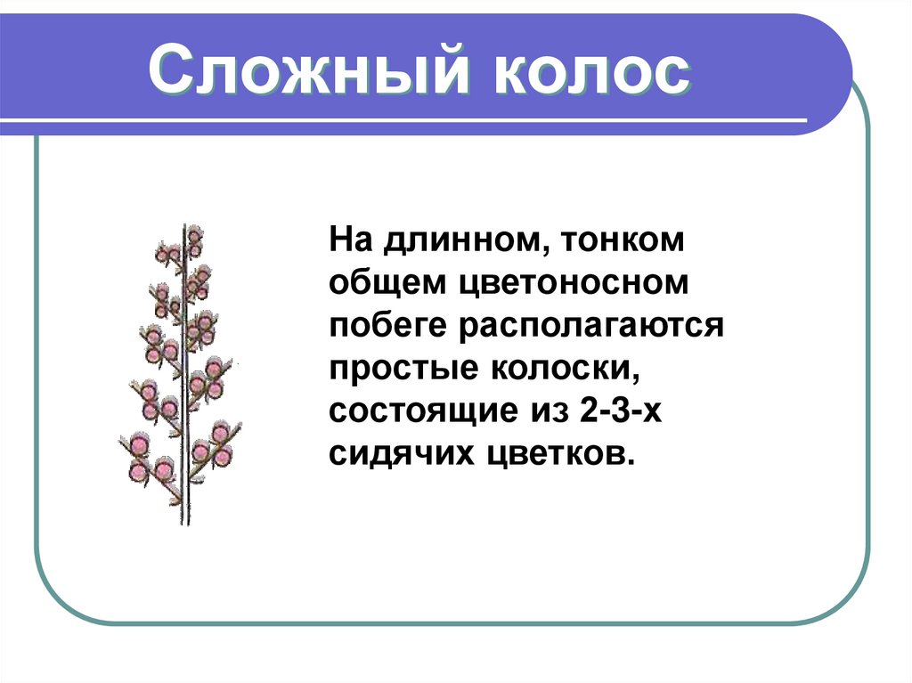 Сложный колос