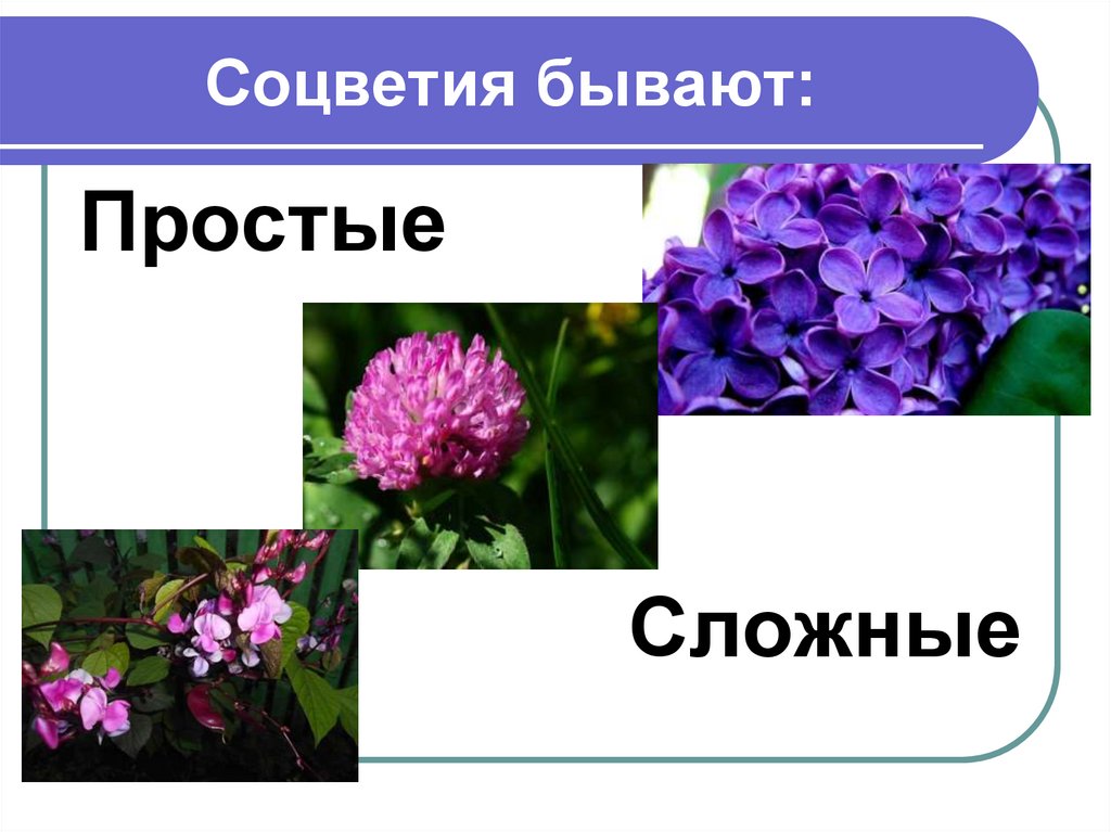 Соцветия бывают: