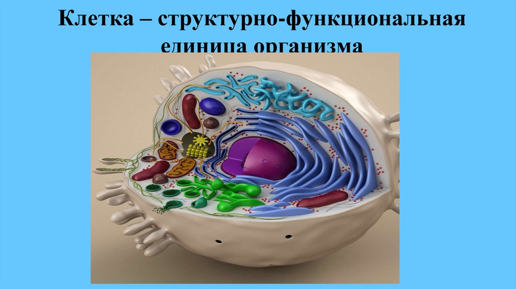 Клетка – структурно-функциональная единица организма