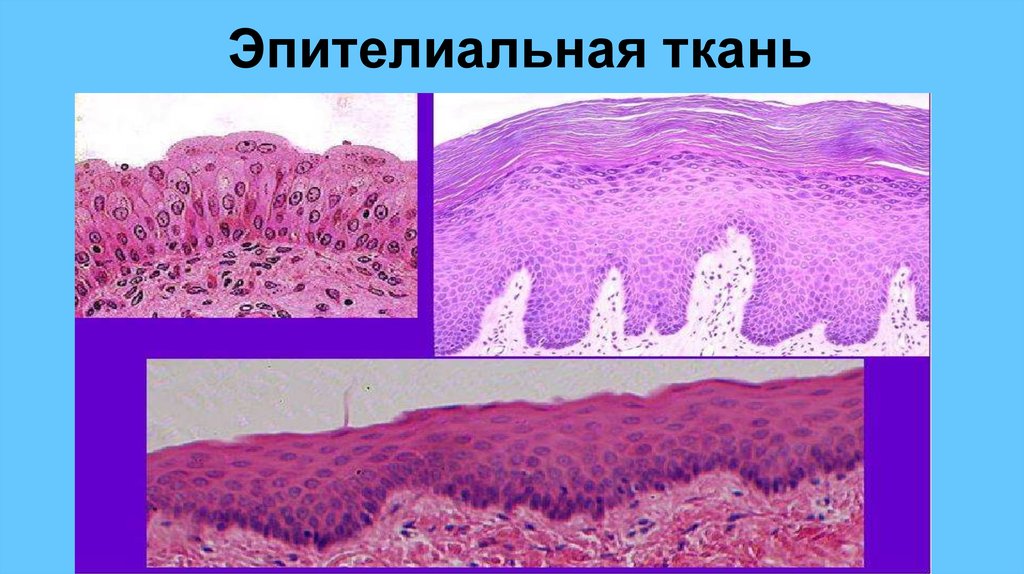 Эпителиальная ткань