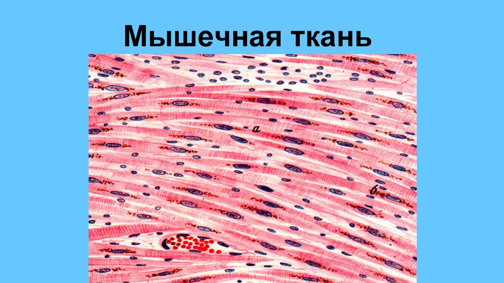 Мышечная ткань