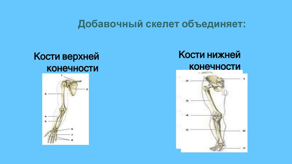 Добавочный скелет объединяет: