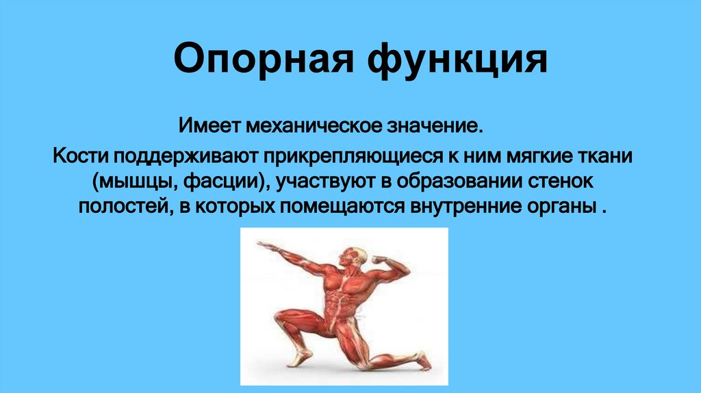 Опорная функция
