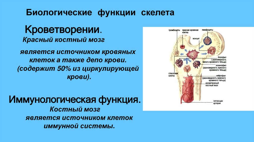 Кроветворении. Красный костный мозг