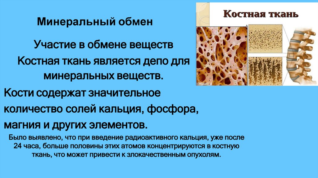 Минеральный обмен