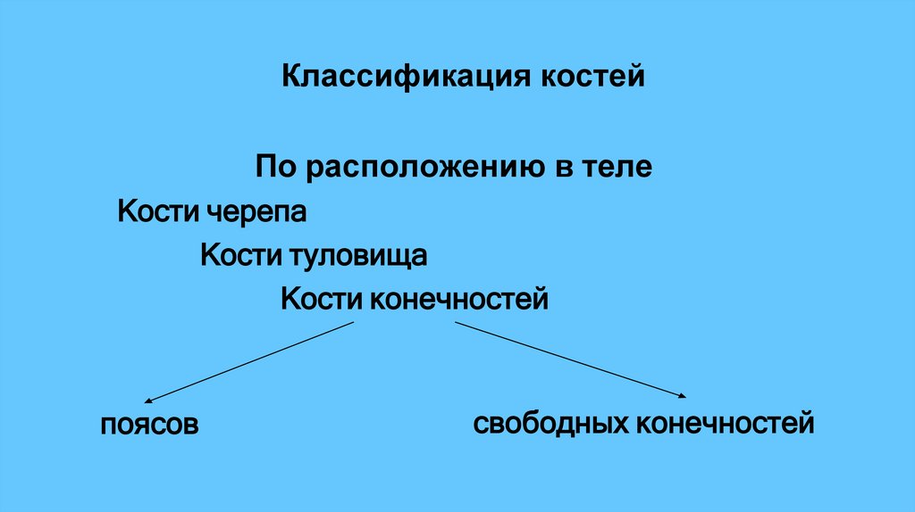 Классификация костей