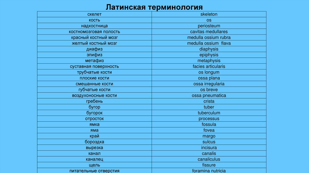 Латинская терминология