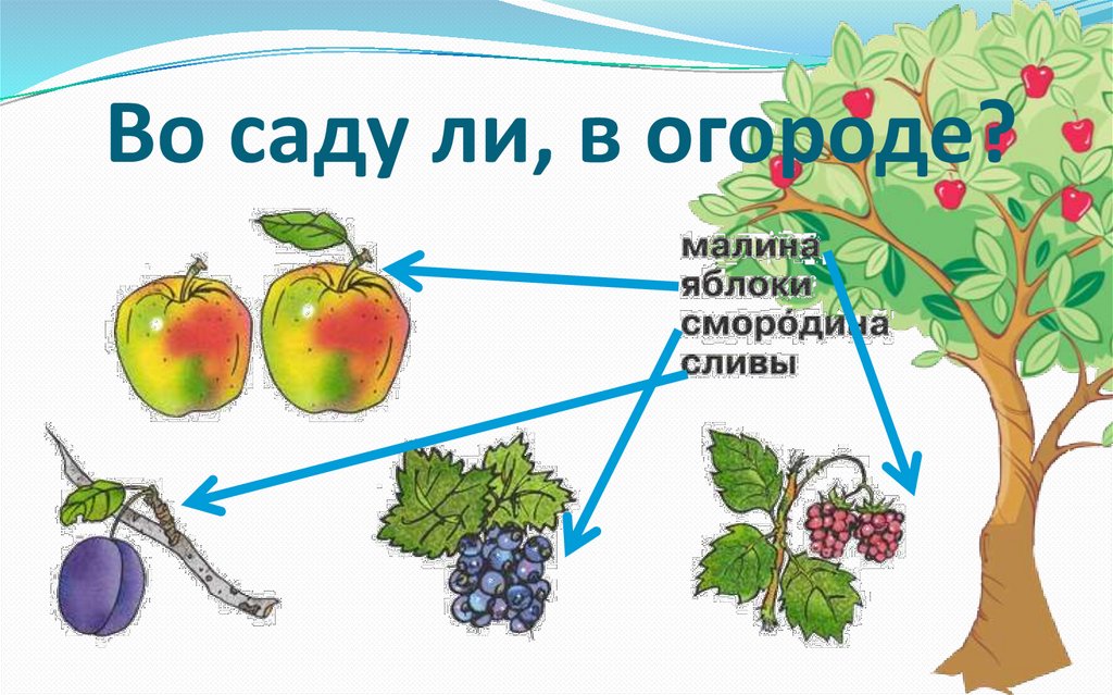 Во саду ли, в огороде?