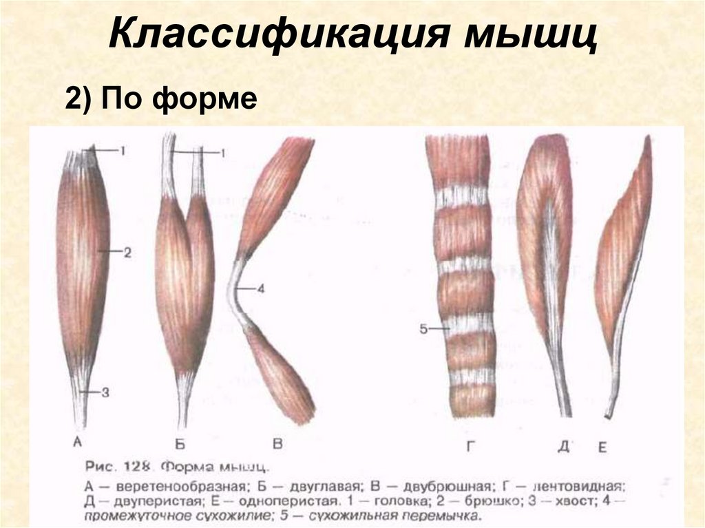 Классификация мышц