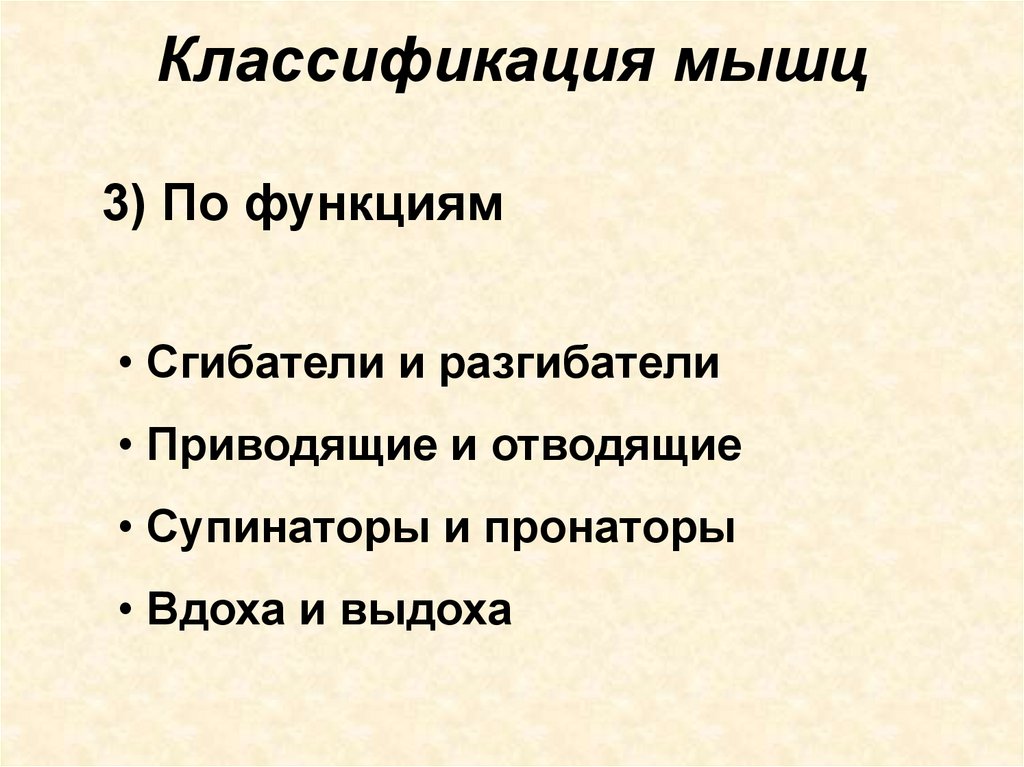 Классификация мышц