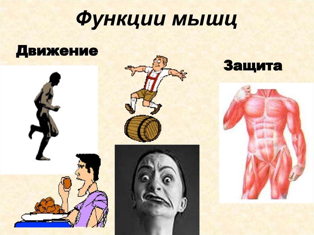 Функции мышц