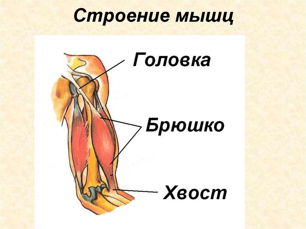 Строение мышц
