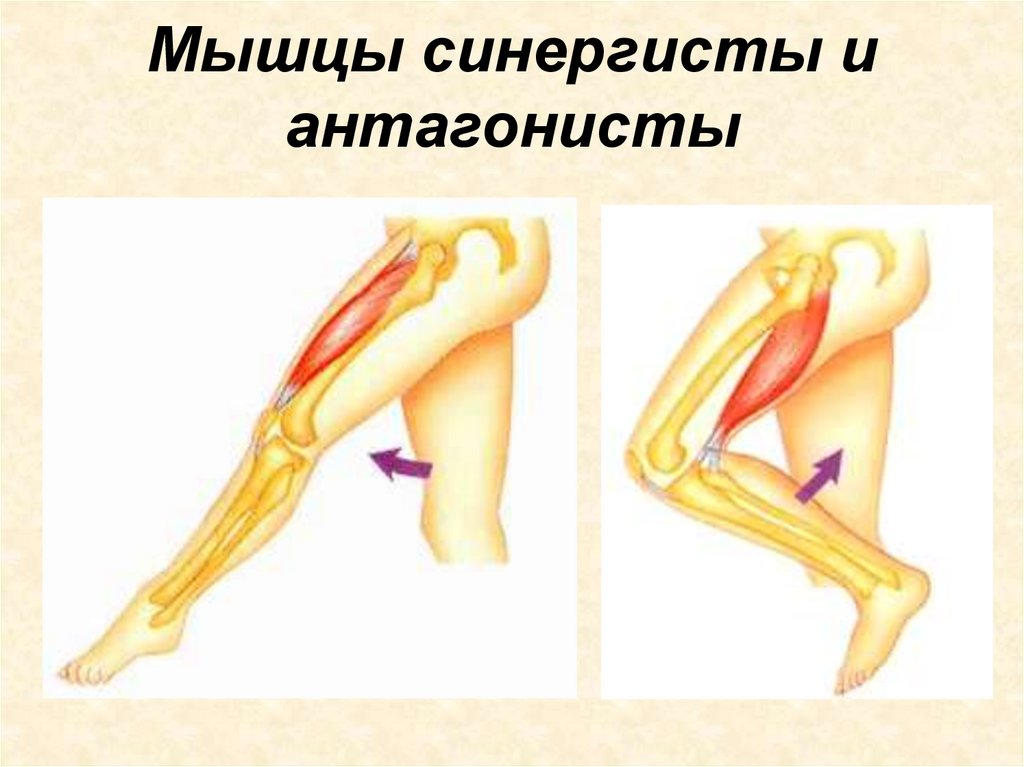 Мышцы синергисты и антагонисты