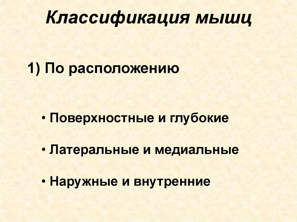 Классификация мышц