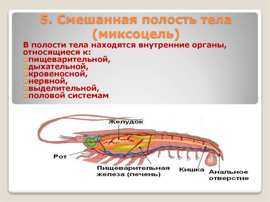 5. Смешанная полость тела (миксоцель)